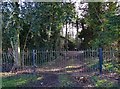 Track into Sandbeck Hall woods