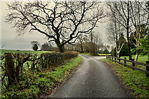 H5170 : Trees along Lisboy Road by Kenneth  Allen