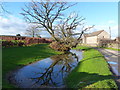 Winter tree reflected, Plusterwine Farm, Woolaston