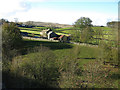 Farmland around Causeway Road above Ireshope Burn