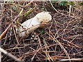 TL7998 : Stinkhorn fungus by David Pashley
