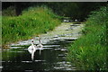 SO7127 : Swans and cygnets on the old canal by John Winder