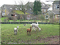 Alpacas at Home Farm, East Carlton