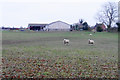 Sheep by Dance Farm