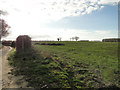 TG3301 : Farmland off Ferry Road, Thurton by Adrian S Pye