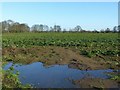 SE5625 : Sugar beet field near Eggborough by Alan Murray-Rust