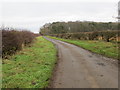 Hedge-lined minor road heading towards Birgham Wood