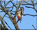 Male Great Spotted Woodpecker