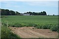 Crop of Potatoes