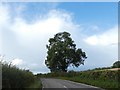 Lone tree between Shipton and Broadstone