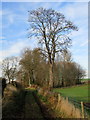 SJ3222 : Tree in winter by John H Darch