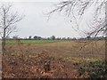 Sugar beet field