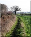 Footpath south of Scholes