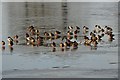 SO8844 : Ducks on a frozen Croome River by Philip Halling