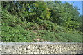 Trackside vegetation, Jubilee Line