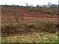 Bracken covered hillside