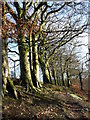 SE1134 : Path under beech trees, northern rim, Chellow Dean valley by Christine Johnstone