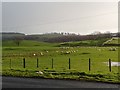 Sheep Farming next to Upper Auchenreoch