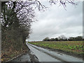 TM1592 : Field of sugarbeet off Overwood Lane, Forncett by Adrian S Pye