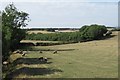 Sheep, Docklow