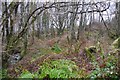 Woodland beside Loch Fyne