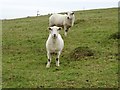 Sheep on Bredon Hill