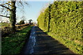 Tall hedge along Freughmore Road