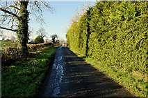 H4662 : Tall hedge along Freughmore Road by Kenneth  Allen
