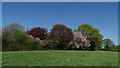 Trees in blossom at St John the Evangelist