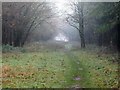 TL9391 : Forest footpath by David Pashley