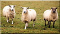 We three ewes