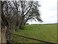 Pasture by Neuadd Hendidley Farm