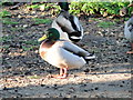 Mallard drake