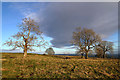 Winter trees on Duns Law