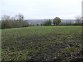 Muddy field below Owlet Grange