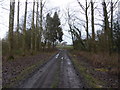 SO3290 : Track through woodland by Jeremy Bolwell