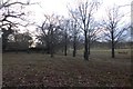 Young trees in Petworth Park