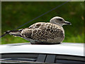 Young gull on a car roof