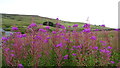NY8242 : Killhope Lead Mining Museum - wild flowers by Colin Park