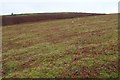 SO2656 : Common land on Hergest Ridge by Philip Halling
