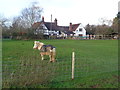 Small pony in paddock next to footpath near Pirton