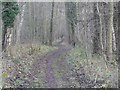 TL9293 : Path near Cranberry Wood by David Pashley