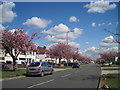 Thingwall Hall Drive in Spring