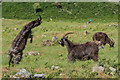 SS7049 : Feral goats, Valley of Rocks by Ian Capper