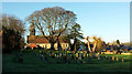 Tree and church, Bishop Monkton