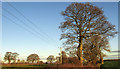 Trees by Knaresborough Road