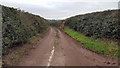 A road between hedges