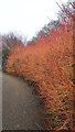 Colour in the winter garden at Anglesey Abbey