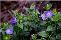 H5957 : Periwinkle plants, Cleanally by Kenneth  Allen