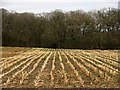 Harvested field